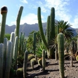 Da li ste znali da možete jesti kaktus??